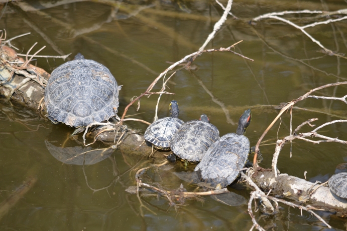 Trachemys